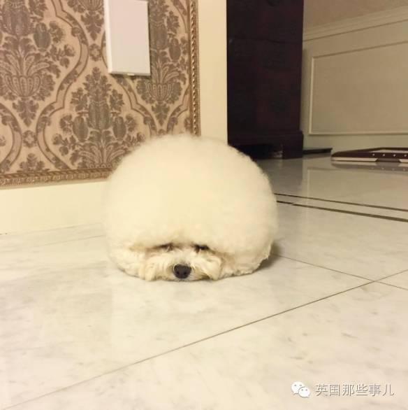 欧美video
