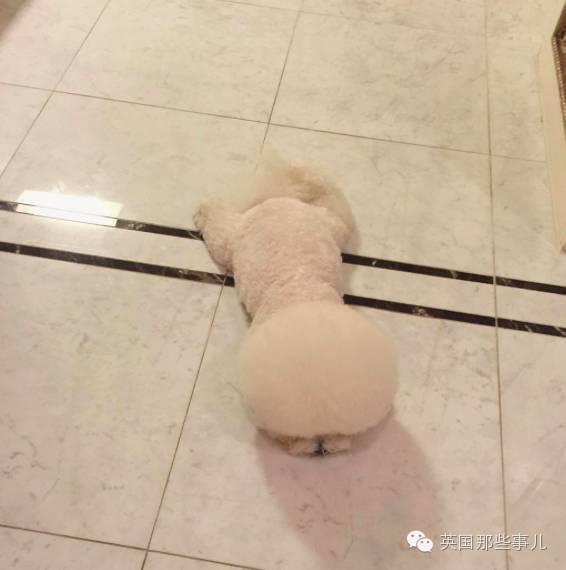 久久一级毛片