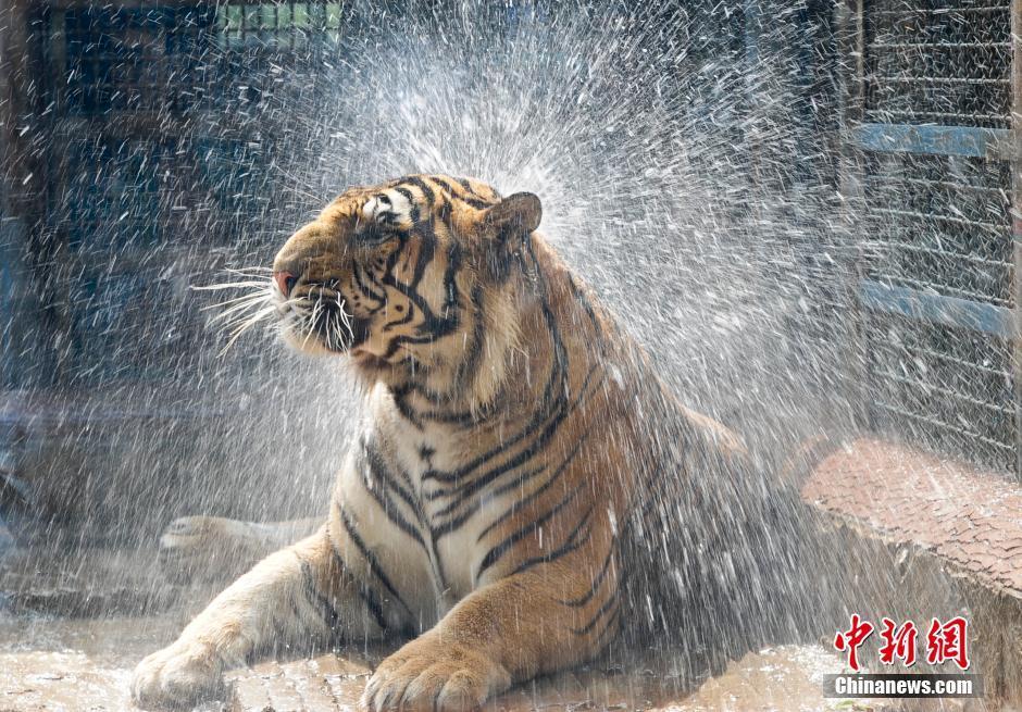 黄级三级片