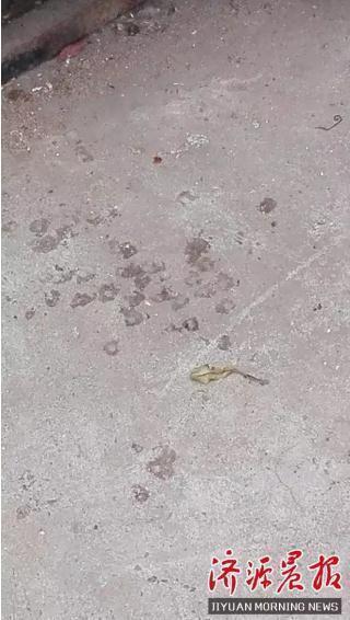 肥婆黄色视频三级片
