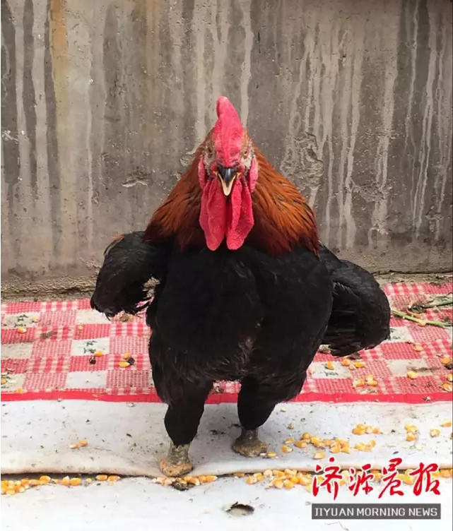 男人的三级片