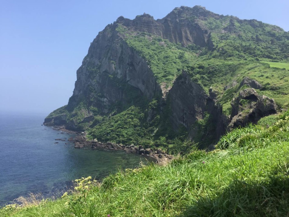 十枝梨菜