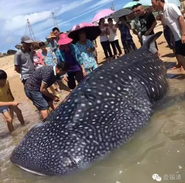 雏田被撕开内衣 吸奶头的动漫