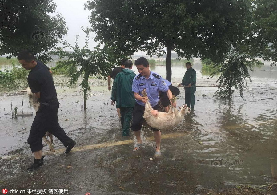 久精品视频