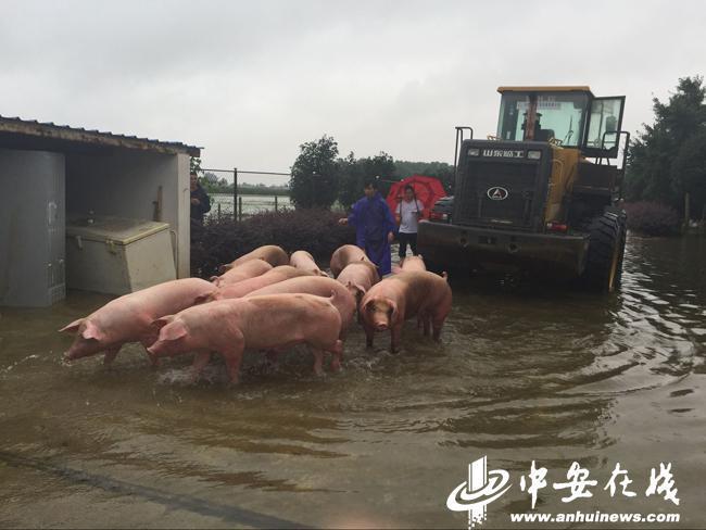 张柏芝54张无删码照片百度云