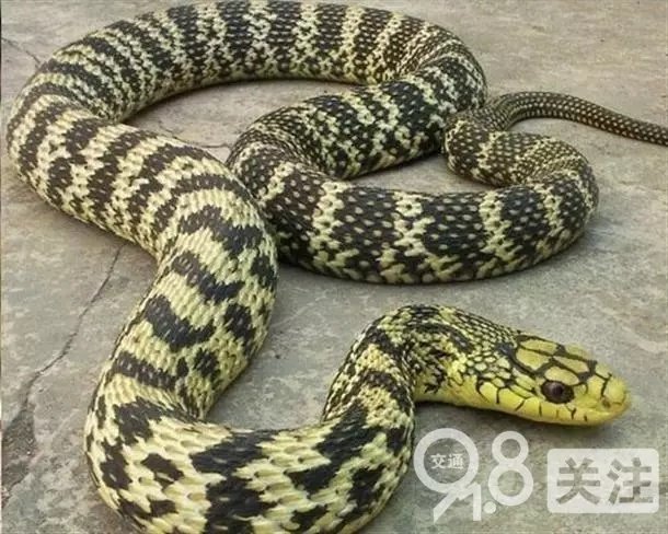 911柚子猫cos小僵尸
