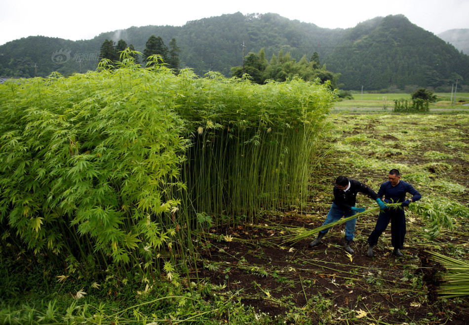 鞭打色情片