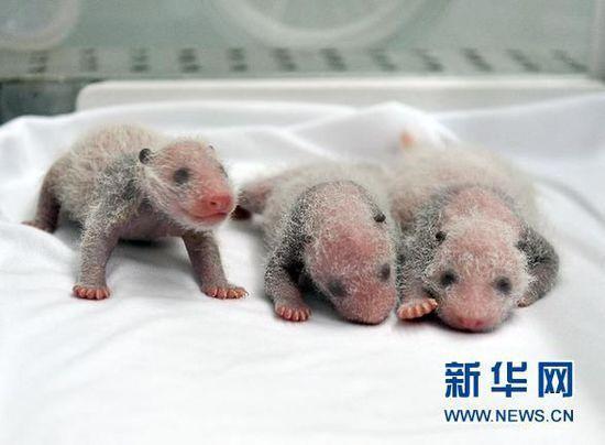中国少妇和黑人曰