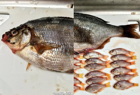 69Xx黄色网站在线观看