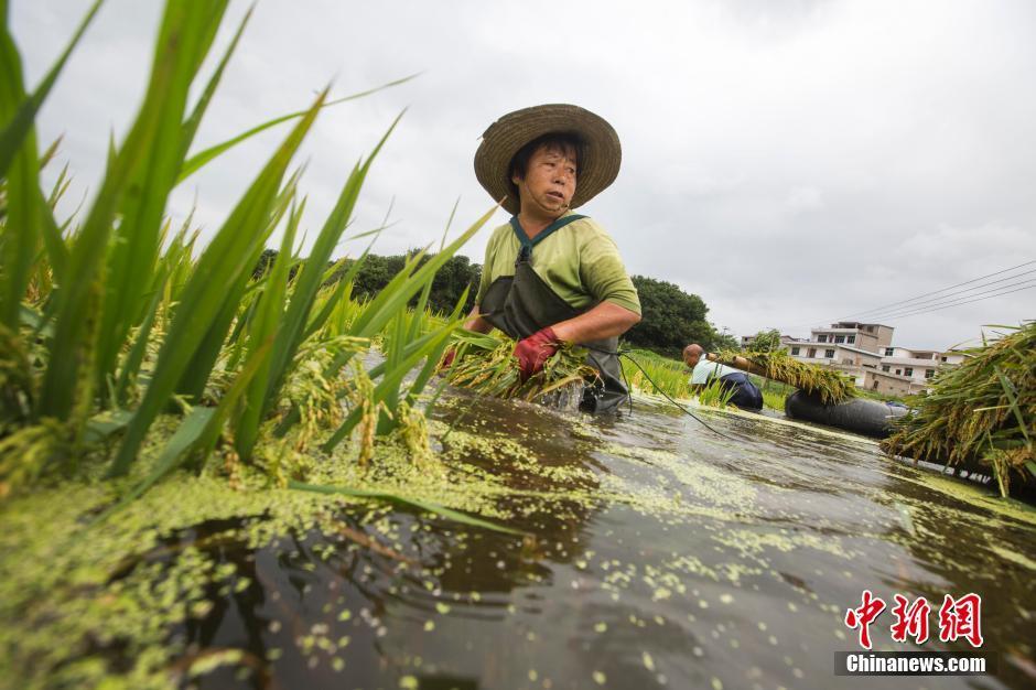 中国老女人性Hd大全