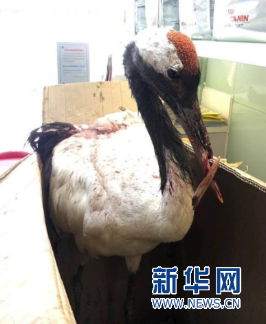 Xxxx高清丰满熟妇视频
