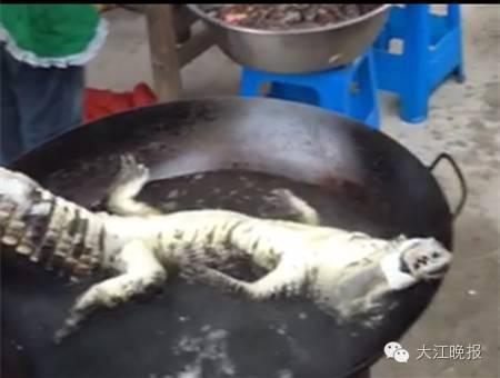 老年人乱仑视频