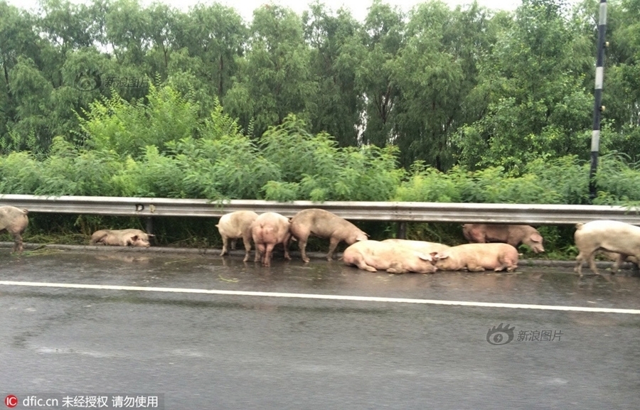 Chinese极品露脸 Videos