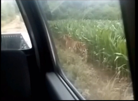 泰国的古代的黄色三级片