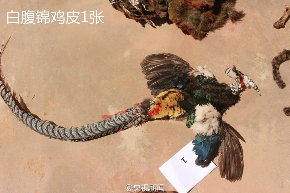 免费黄游