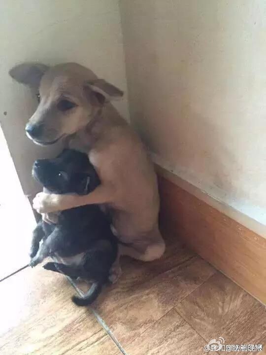 妃悠愛
