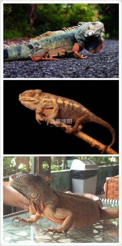 两男吸乳一女奶动态图