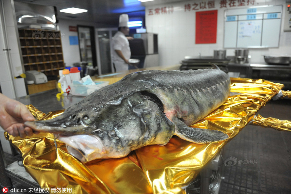 一酒店办鱼宴 150斤大鱼让厨师无从下手
