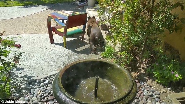 小熊跳入居民水池图片_WWW.66152.COM