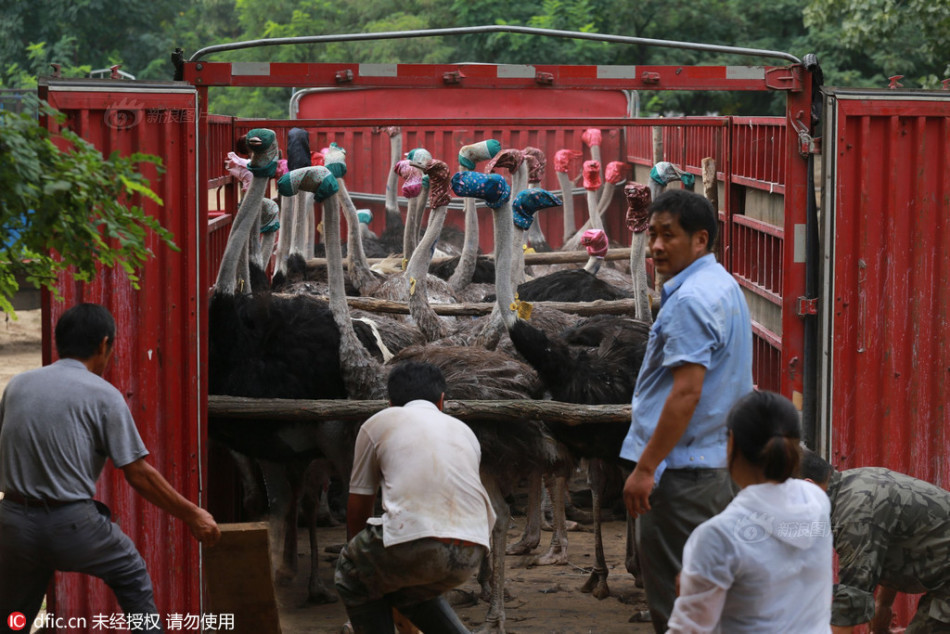 黄色网址免费看