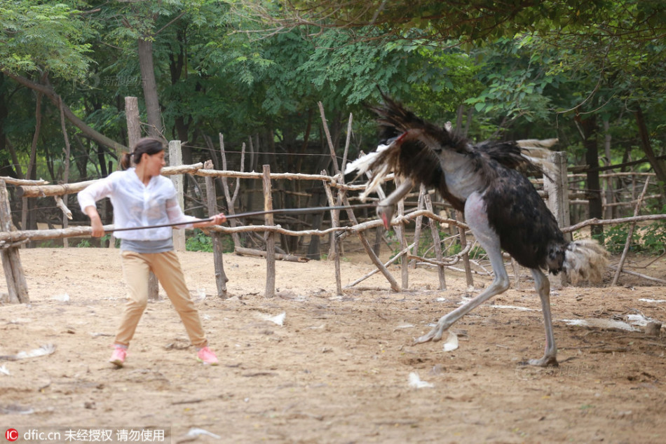 狗和女人操逼