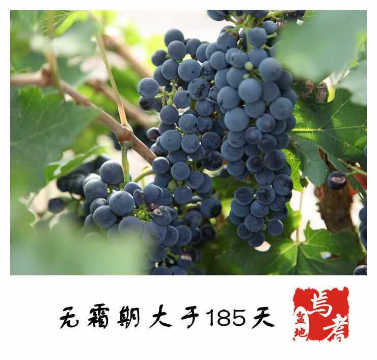 男人捅女人软件