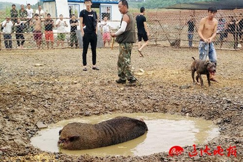 成人 拔 拔18网站四虎