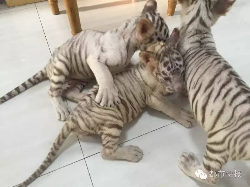 小果醬系列