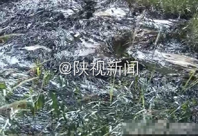 性奴被调教