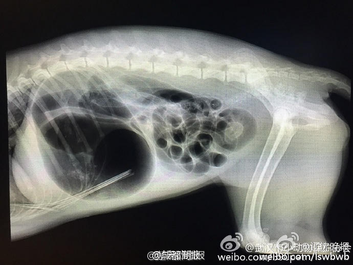 黑人巨屌疯狂插入后