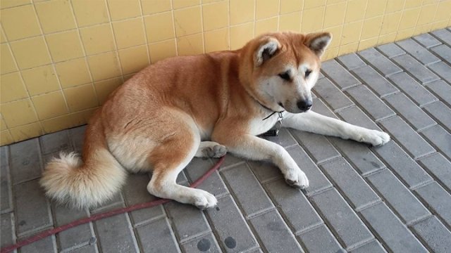 在线五精精品秘 入口九色