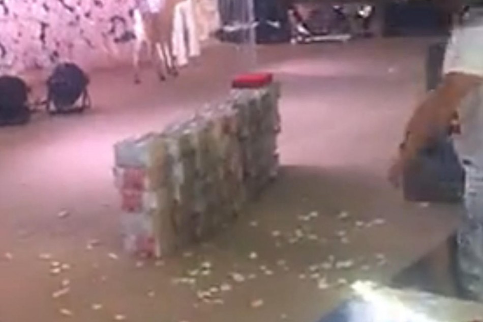 美女撒尿无遮挡秘 网站