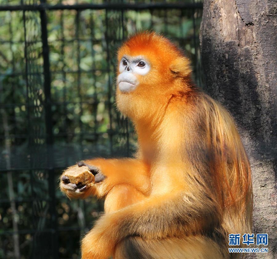 Av免费在线手机上观看