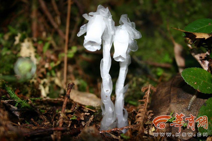 黄色三级毛片黄片黄片黄片