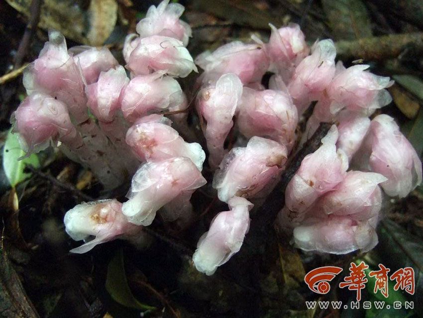 女人和公猪A片