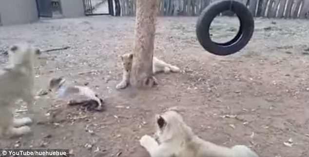 女仆露 给客人玩