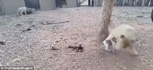 何兰人性爱视频