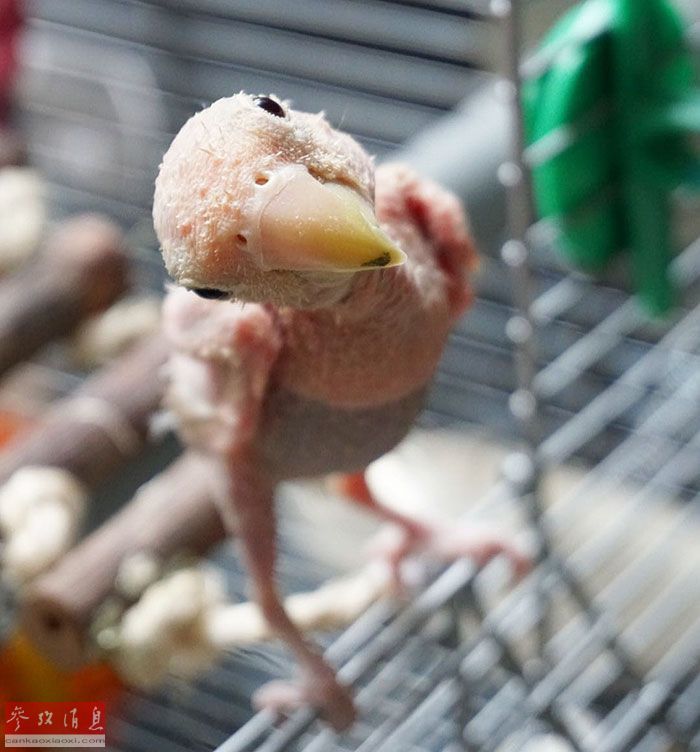 看吃奶做情