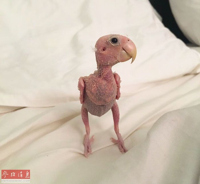 美女黄色视频在线免费玩