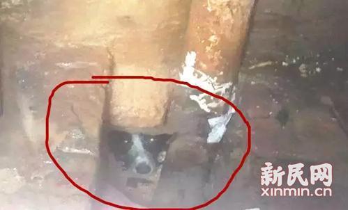 空姊
