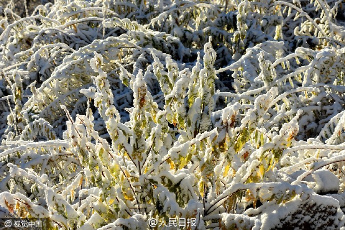 李丽珍黄带三级片