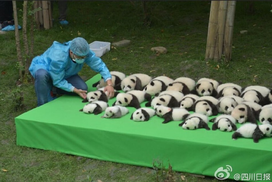 炮阁导航