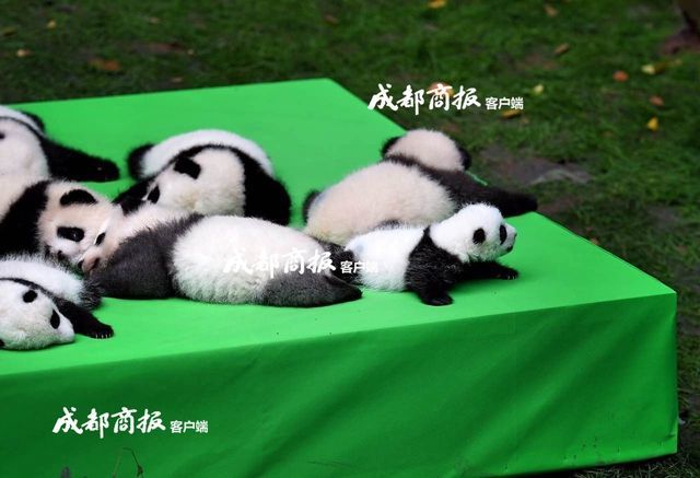 女仆露 给客人玩