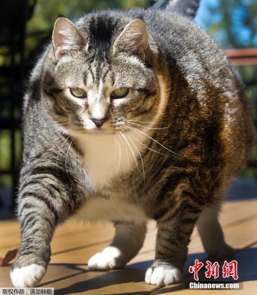 实体 娃娃 做爱