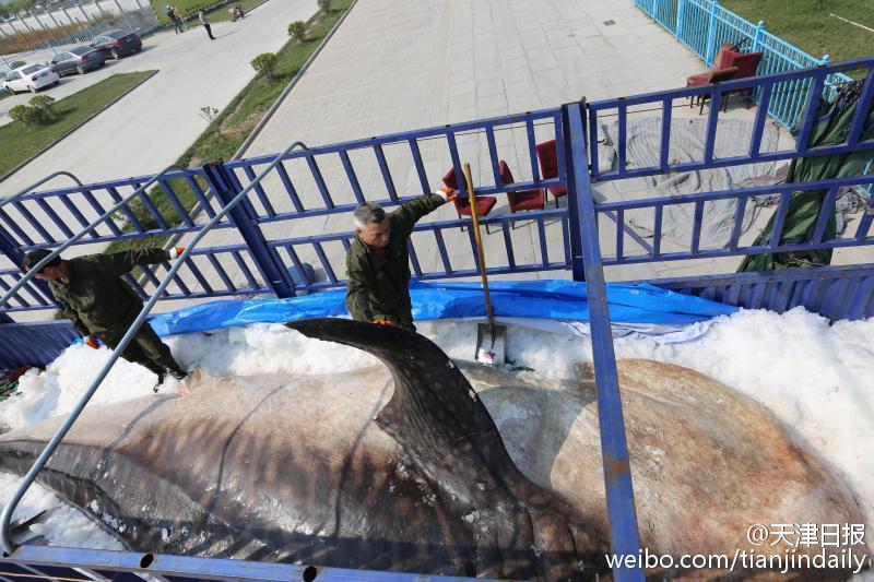 中国肥婆交牲高潮