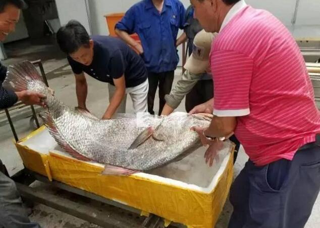 中国女人特级毛片