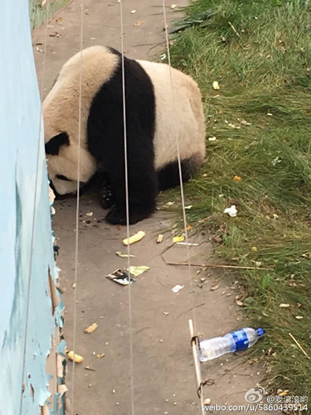 色情 成人 网