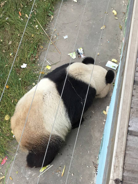 上海李雅