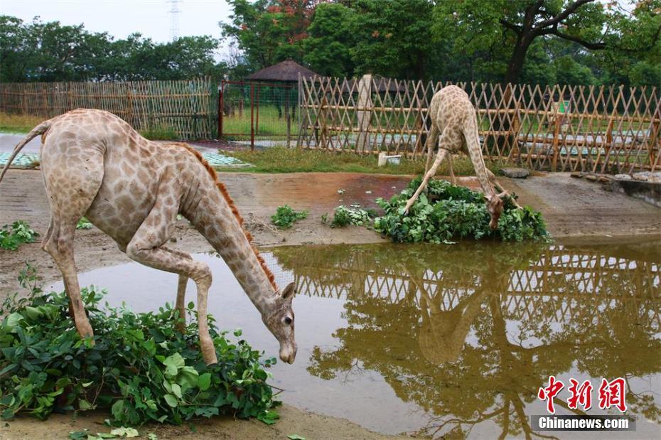 越南Av无码自拍