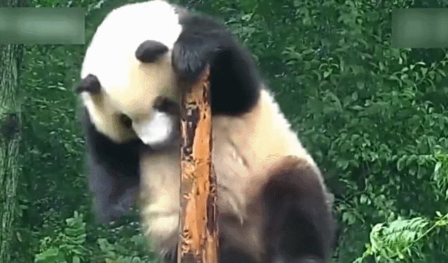 明星美女裸无遮挡网站